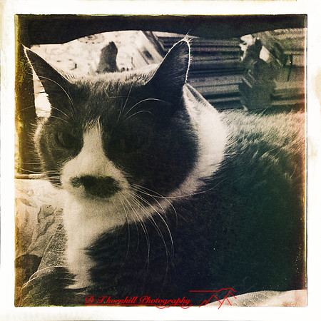 iphone-2014-cats-007