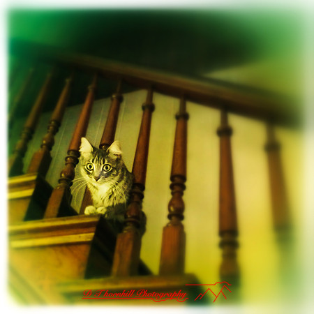 iphone-2014-cats-006