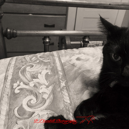 iphone-2014-cats-008