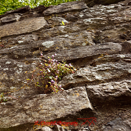 ireland-2013-300