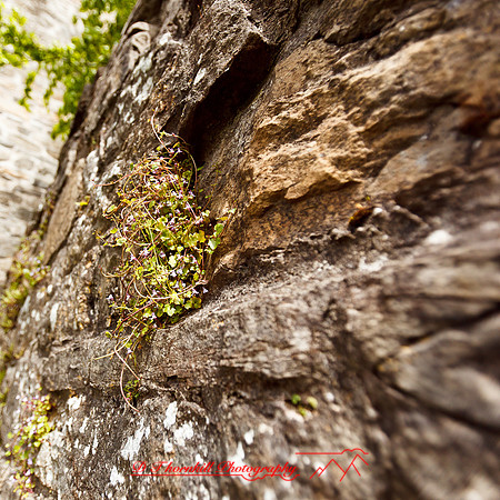 ireland-2013-295