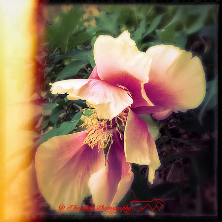 iPhones-2014-098
