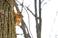 assorted_images-2009_004.jpg