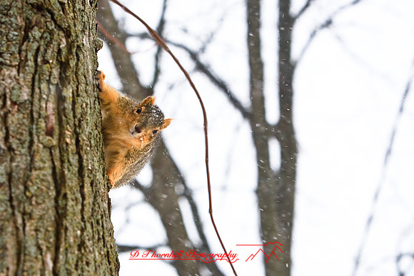 assorted_images-2009_004.jpg