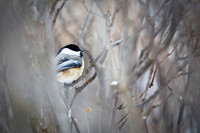 assorted_images-2009_010.jpg