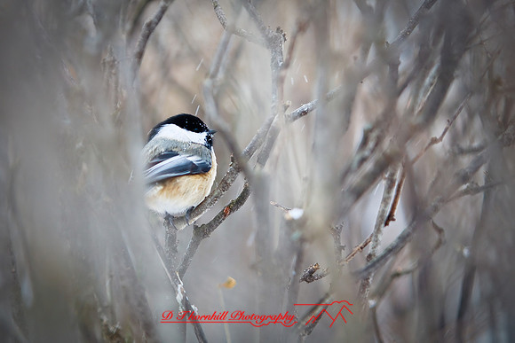 assorted_images-2009_010.jpg