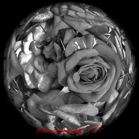 iPhone-2018-flowers-002