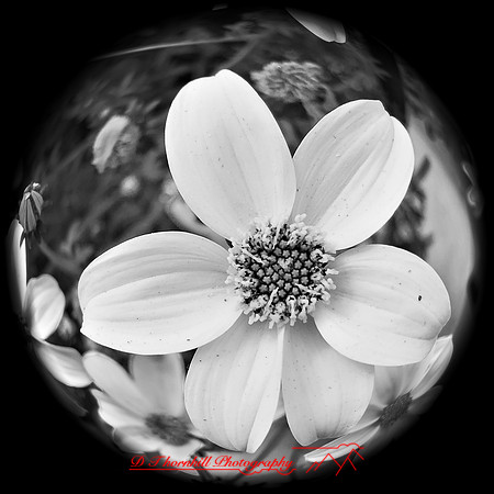 iPhone-2018-flowers-001