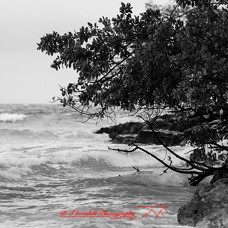 florida-march-2016-009