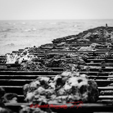 florida-march-2016-006