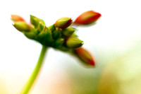flowers-2010_17