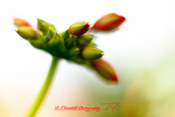 flowers-2010_17
