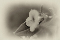 flowers-2010_14-nik