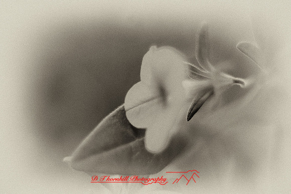 flowers-2010_14-nik