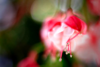 flowers-2010_03-nik