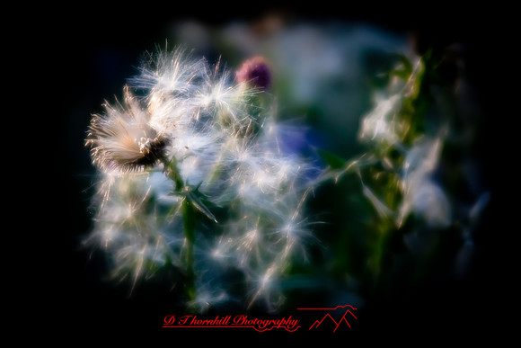 flowers-2010_21-nik