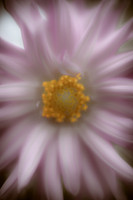 flowers-2010_20