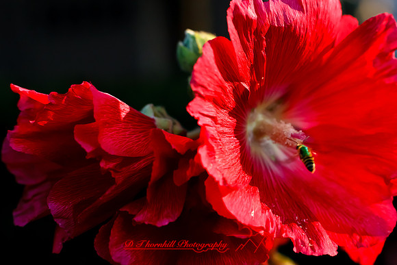 flowers-2010_25-nik