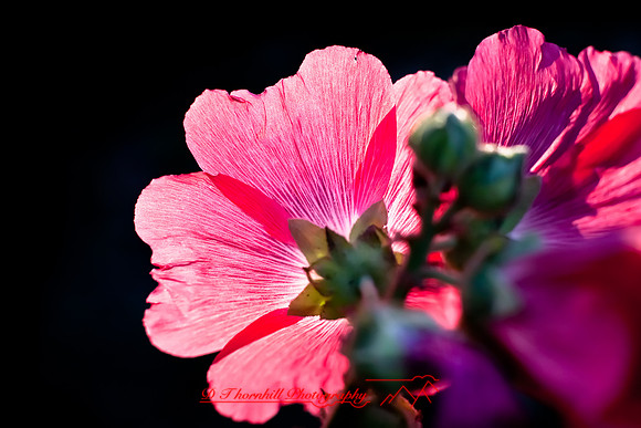 flowers-2010_24-nik