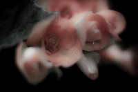 flowers-2010_07