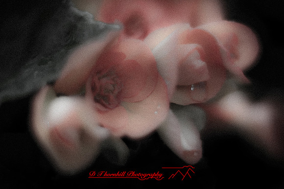 flowers-2010_07