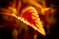 flowers-2010_10