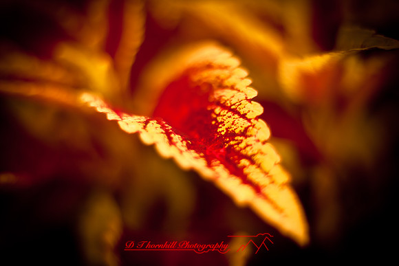flowers-2010_10