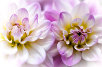 flowers-2010_19