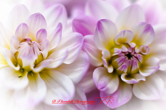 flowers-2010_19