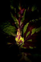 flowers-2010_08