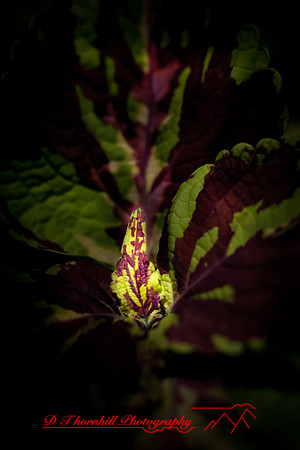 flowers-2010_08