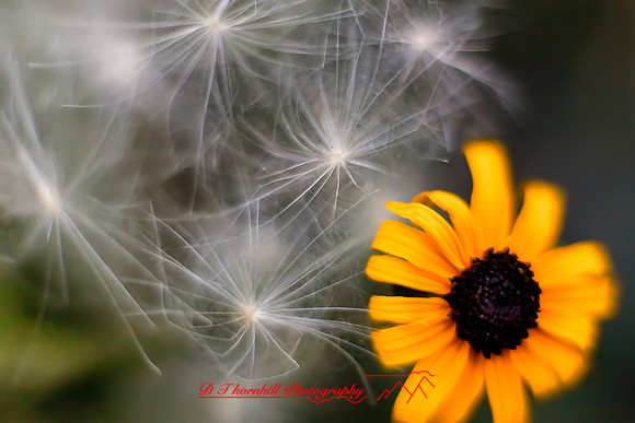 flowers-2010_29-nik