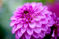 flowers-2010_04