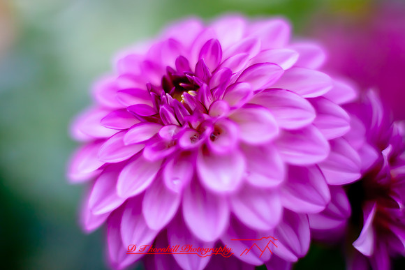 flowers-2010_04