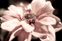 flowers-2010_05