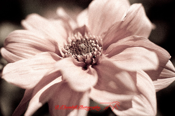 flowers-2010_05
