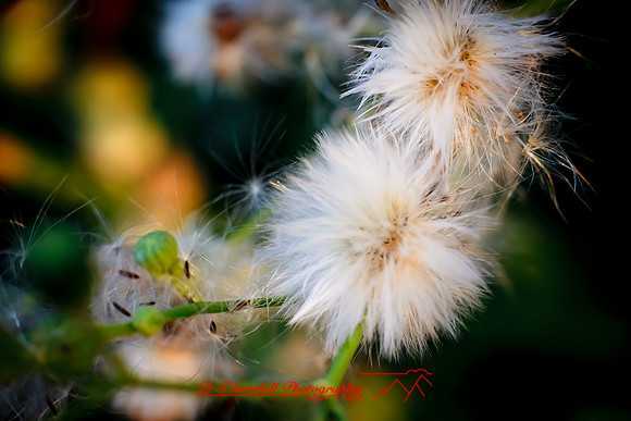 flowers-2010_26-nik