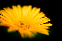 flowers-2010_01