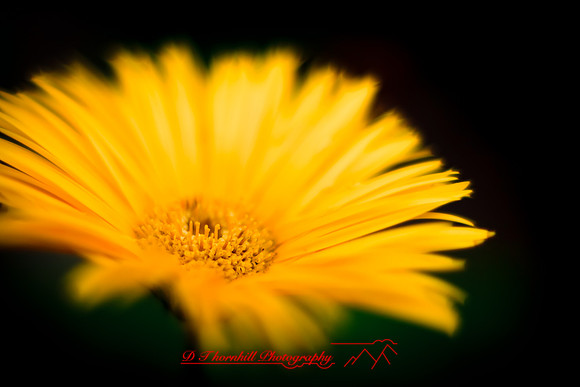 flowers-2010_01
