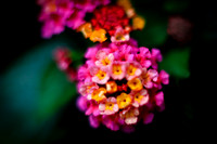 flowers-2010_13