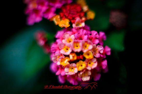 flowers-2010_13
