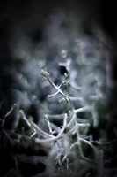 flowers-2010_06