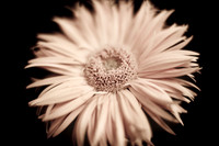 flowers-2010_02