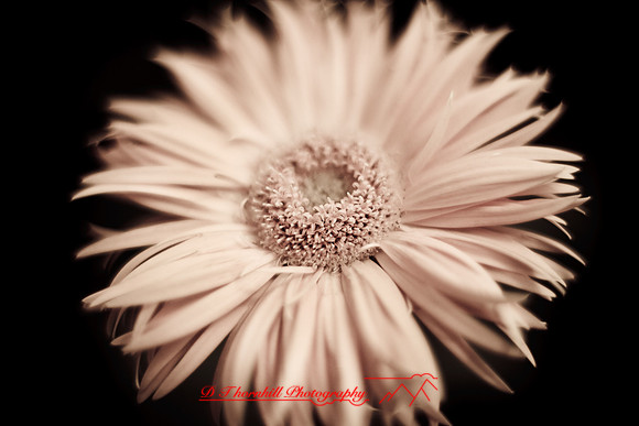 flowers-2010_02