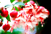 flowers-2010_11