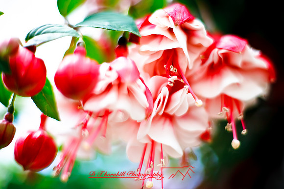 flowers-2010_11