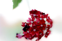 flowers-2010_16
