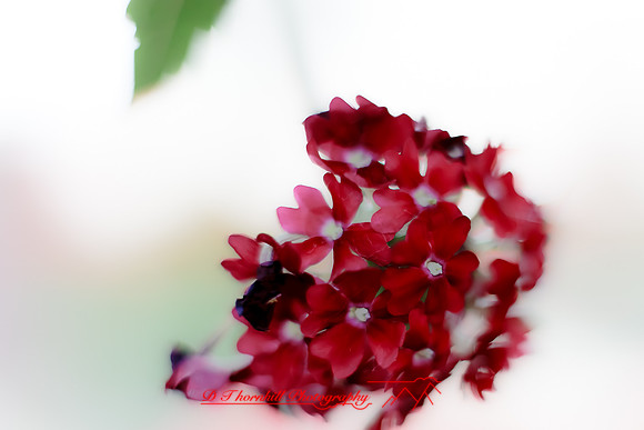 flowers-2010_16