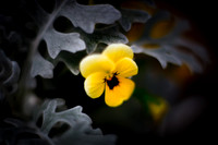 flowers-2010_18
