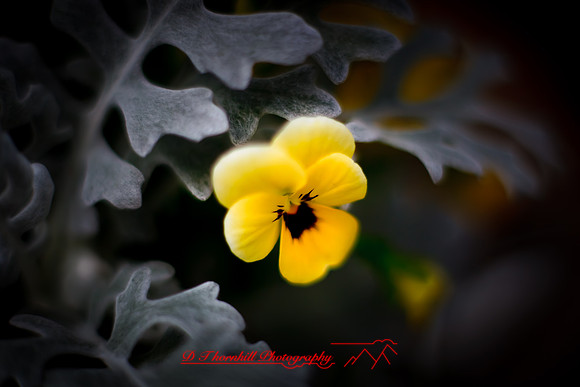 flowers-2010_18